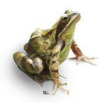 Frog_Kikker_StudioMartare_Niels Tieland_450x450.jpg